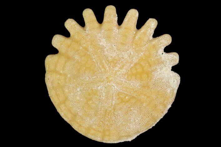 Fossil Sand Dollar (Heliophora) - Boujdour Province, Morocco #106741